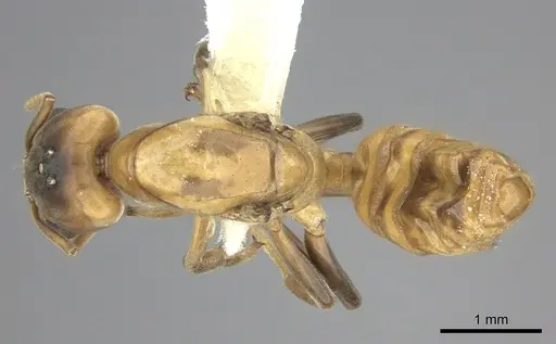 Azteca depilis - JTLC000008108