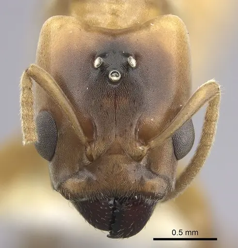 Azteca depilis - JTLC000008108