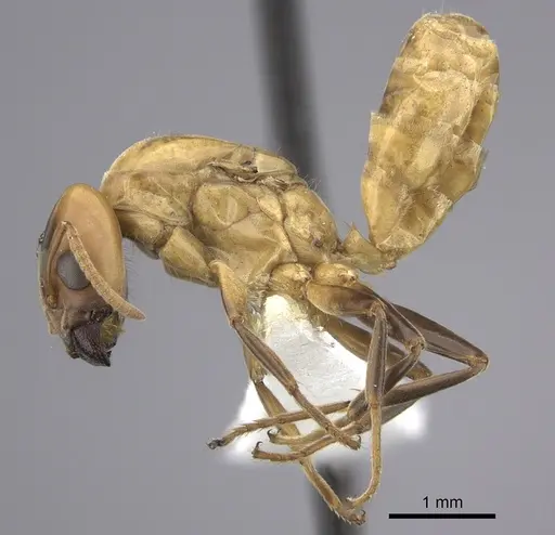 Azteca depilis - JTLC000008108