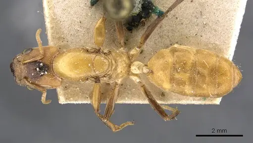 Azteca duckei specimen