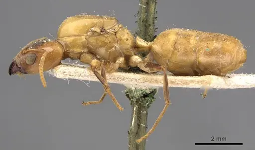 Azteca duckei specimen