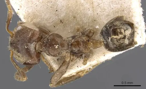 Azteca duckei - CASENT0909618