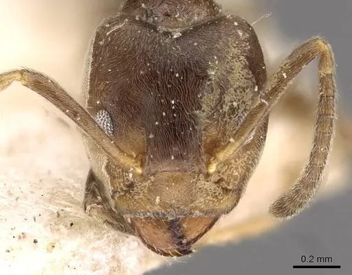 Azteca duckei - CASENT0909618