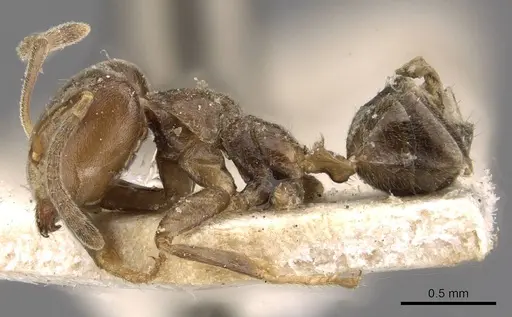 Azteca duckei - CASENT0909618