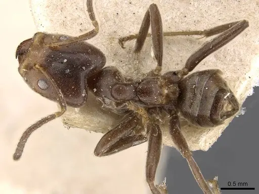 Azteca duroiae specimen