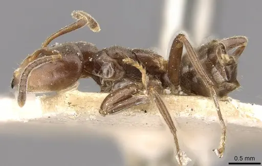 Azteca duroiae specimen