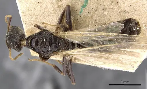 Azteca emeryi specimen