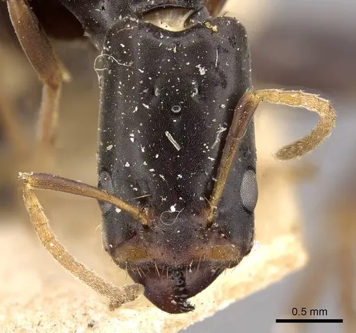 Azteca emeryi specimen