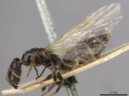 Azteca emeryi specimen