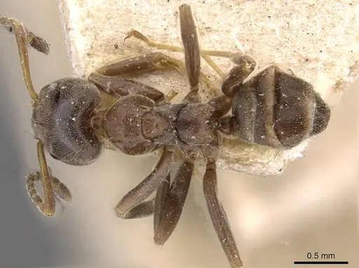 Azteca emeryi - CASENT0909622