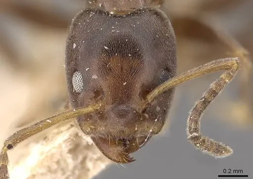 Azteca emeryi - CASENT0909622