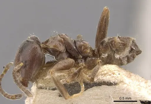 Azteca emeryi - CASENT0909622