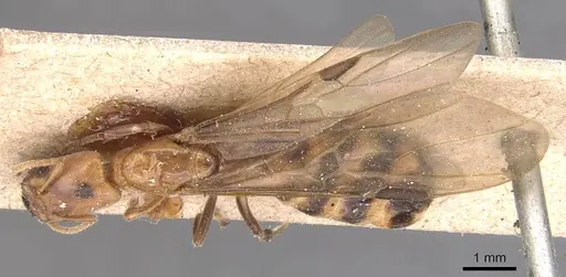 Azteca fasciata specimen