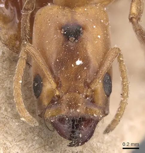 Azteca fasciata specimen