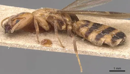 Azteca fasciata specimen