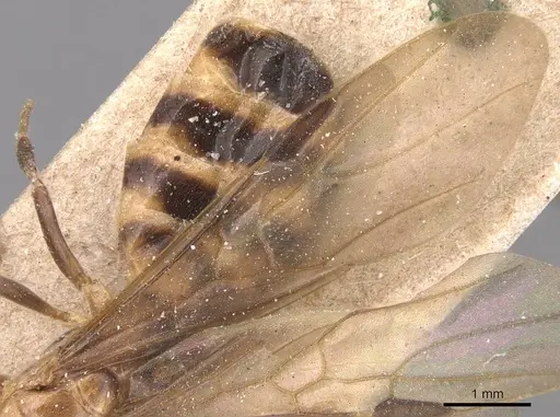 Azteca fasciata - CASENT0905094