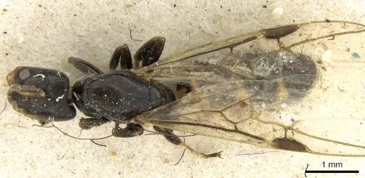 Azteca fasciata - CASENT0906236