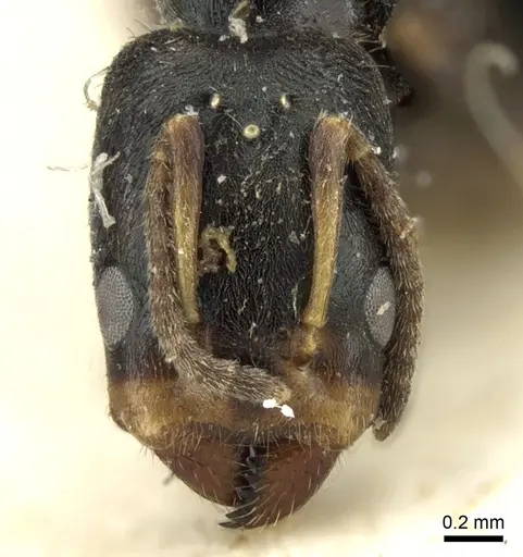 Azteca fasciata - CASENT0906236