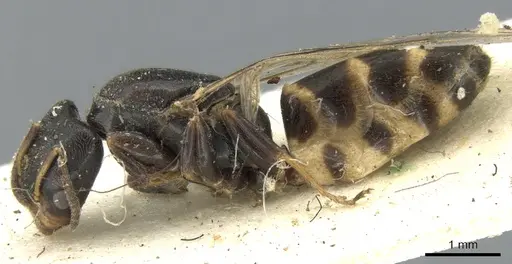 Azteca fasciata - CASENT0906236