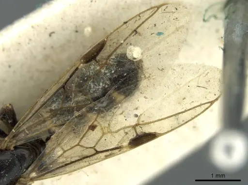 Azteca fasciata - CASENT0906236