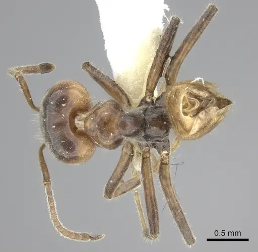 Azteca flavigaster specimen