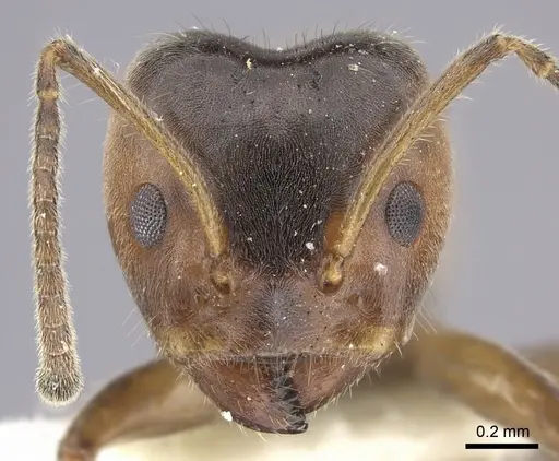 Azteca flavigaster specimen