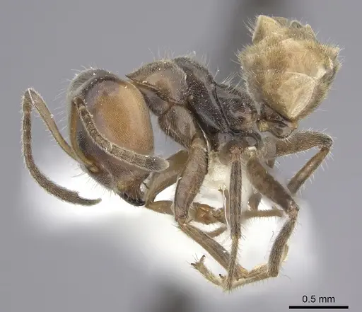 Azteca flavigaster specimen