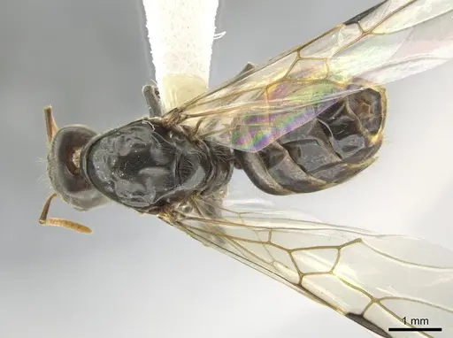 Azteca flavigaster - CASENT0635719