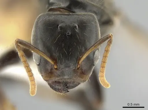 Azteca flavigaster - CASENT0635719