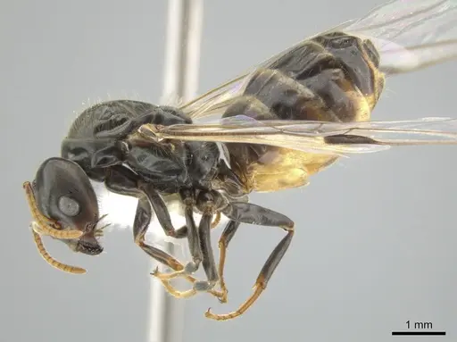 Azteca flavigaster - CASENT0635719