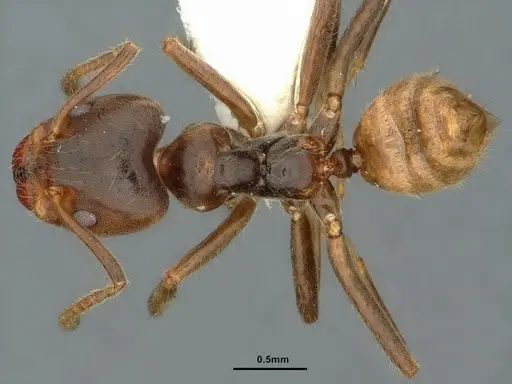 Azteca flavigaster - CASENT0886051