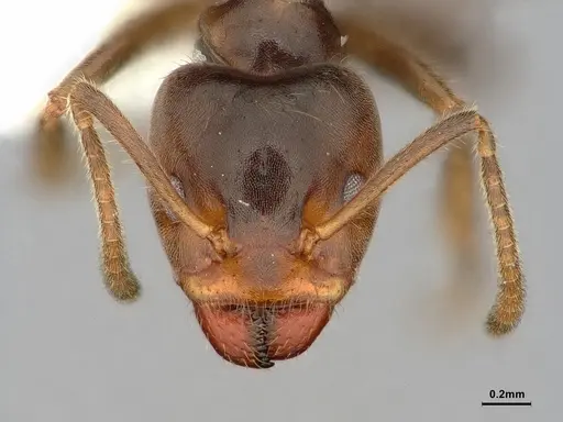 Azteca flavigaster - CASENT0886051