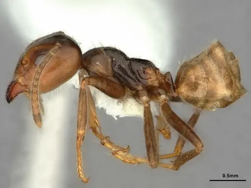 Azteca flavigaster - CASENT0886051