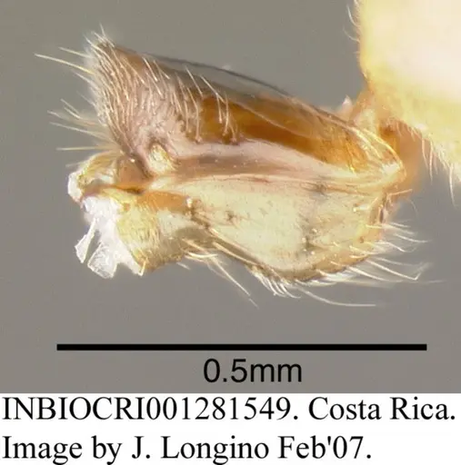 Azteca flavigaster - INBIOCRI001281549