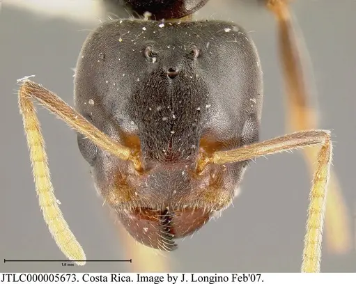 Azteca flavigaster - JTLC000005673