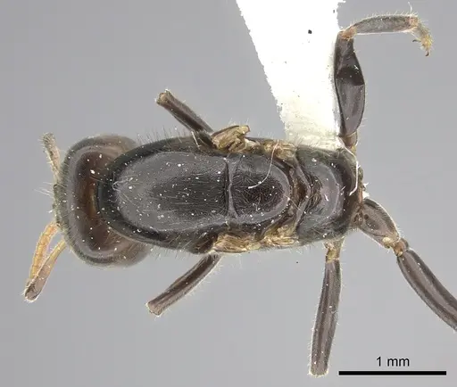 Azteca flavigaster - JTLC000005679