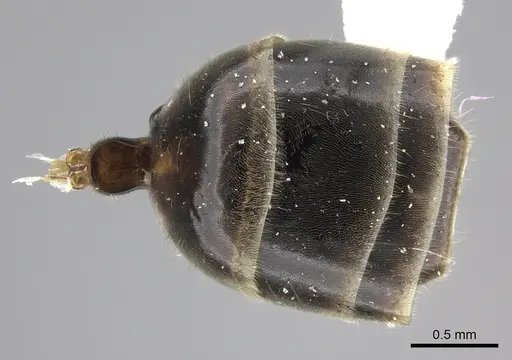 Azteca flavigaster - JTLC000005679