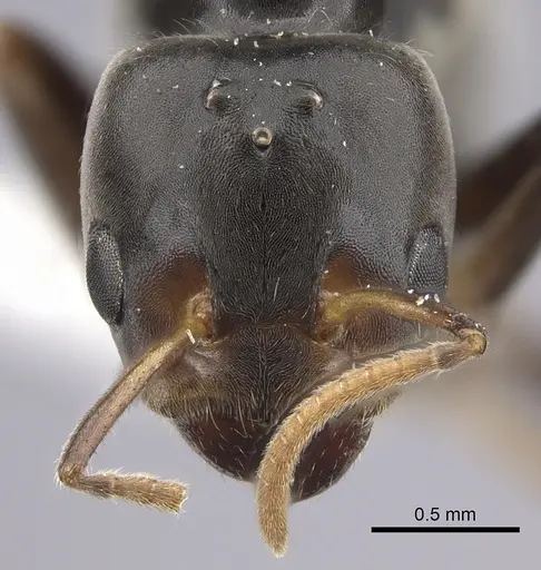 Azteca flavigaster - JTLC000005679