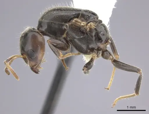 Azteca flavigaster - JTLC000005679