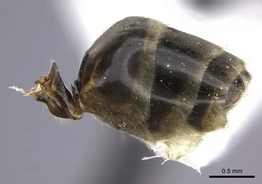 Azteca flavigaster - JTLC000005679