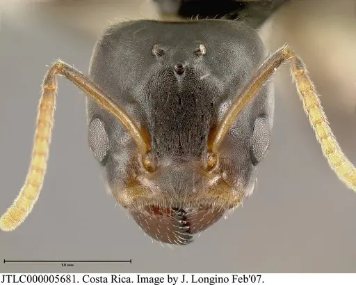 Azteca flavigaster - JTLC000005681