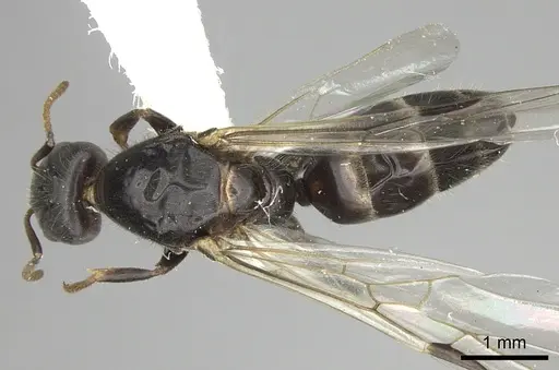 Azteca flavigaster - JTLC000005689