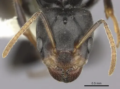 Azteca flavigaster - JTLC000005689