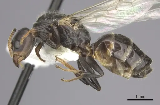 Azteca flavigaster - JTLC000005689