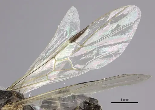 Azteca flavigaster - JTLC000005689