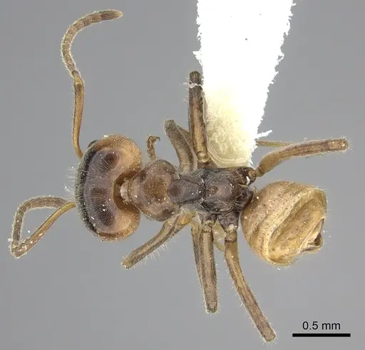 Azteca flavigaster - JTLC000005690