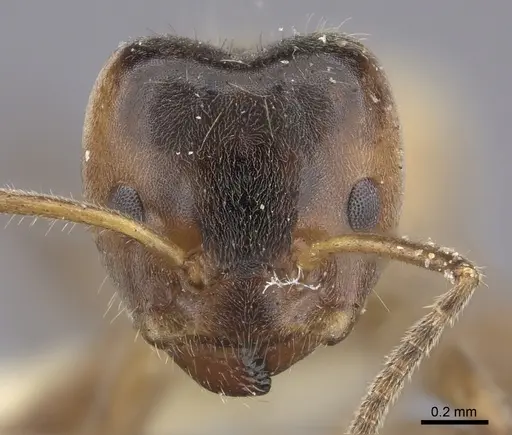 Azteca flavigaster - JTLC000005690