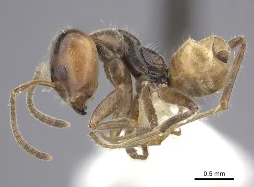 Azteca flavigaster - JTLC000005690