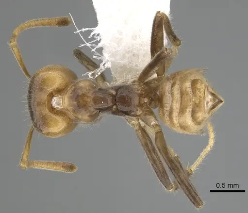 Azteca flavigaster - JTLC000009528