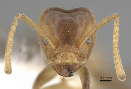 Azteca flavigaster - JTLC000009528